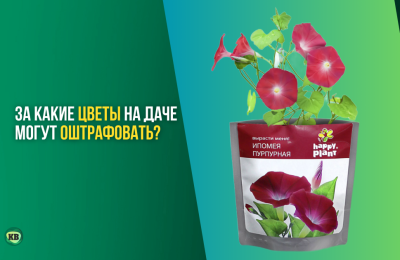 За какие цветы на даче могут оштрафовать?