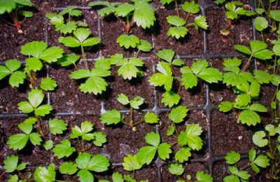 В преддверии пика спроса на семена специалисты Россельхознадзора рекомендуют уделить особое внимание на упаковку