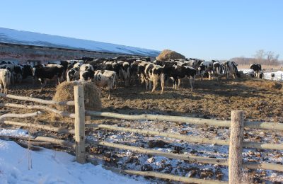 Начальник районного Управления сельского хозяйства Виктор Тупикин посетил с рабочим визитом «Красную Славянку»