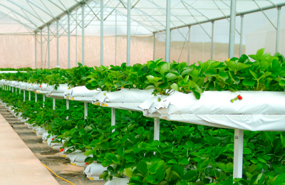 Как выбрать безопасную клубнику весной