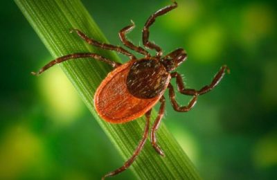 Жителей региона проконсультируют по вопросам профилактики клещевого энцефалита на «горячей линии»