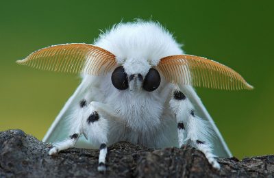 Обратите внимание!