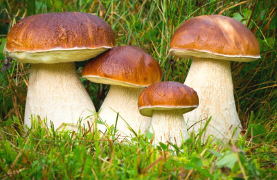 Опасность съедобных грибов: когда дары леса становятся угрозой здоровью