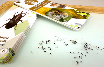 Амбарный долгоносик: угроза зерновым запасам от крошечного вредителя