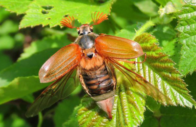 Майский жук: рекомендации ЦОК АПК по защите сада и огорода от вредителя
