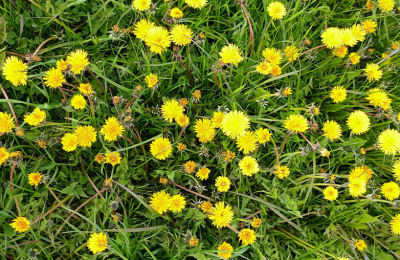 О пользе и вреде одуванчика рассказали эксперты Новосибирского подразделения ЦОК АПК