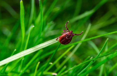Что делать, если обнаружили на себе клеща