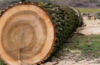 Дендрохронологическая экспертиза: как определить срок неиспользования сельскохозяйственных угодий