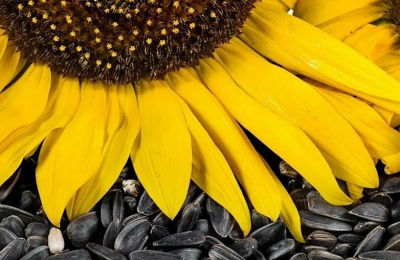 Подсолнечник и семечки: символ солнца и главная масличная культура