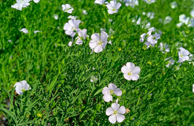 День льна: история происхождения древней сельскохозяйственной культуры и современное значение