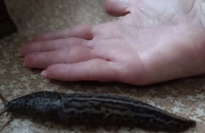 Отвратительные слизни из Европы добрались до Новосибирской области