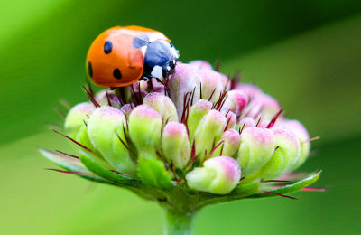 Аграрное значение и польза божьих коровок