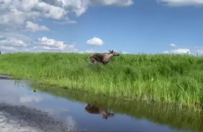 В Новосибирской области с помощью новой техники узнали, где прячутся лоси летом