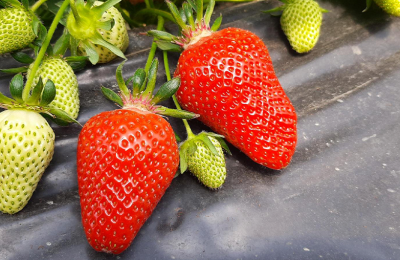Клубника: происхождение, благоприятное влияние на организм и проверка безопасности продукции в лабораториях ЦОК АПК
