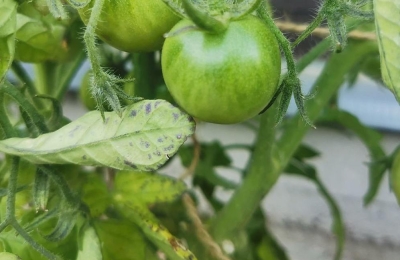 Болезни томатов: опасность, симптоматика, лабораторный контроль и меры профилактики