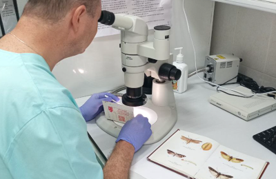 Угроза урожаю: насекомые, атакующие неповрежденное зерно