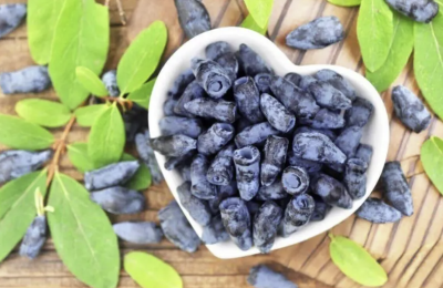 Жимолость — первая летняя ягода