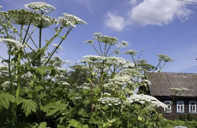 В России хотят ввести штрафы за плохую борьбу с борщевиком