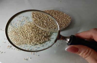 «Золото инков»: польза киноа в современном здоровом питании