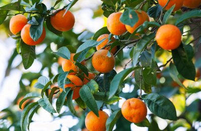 Вредители – любители цитрусовых культур: восточный мучнистый червец и многоядная муха-горбатка