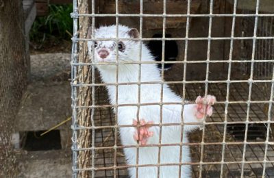 Новые изменения: в регионе определили процедуру выявления немотивированной агрессивности у безнадзорных животных