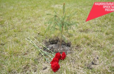 Новосибирская область снова стала регионом-лидером акции «Сад памяти»