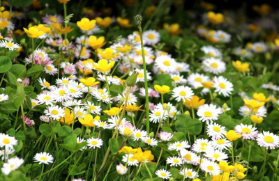 О значимости полевых цветов для экосистемы рассказали эксперты ЦОК АПК