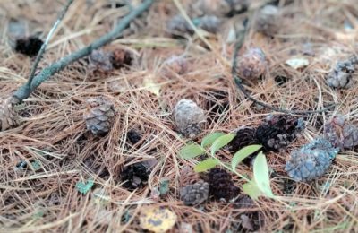 Более 35 миллионов сеянцев вырастили в Новосибирской области за шесть лет для восстановления леса