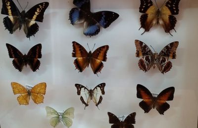 Выставка «Удивительный мир тропиков»