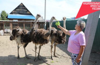 Безотходный страус, павлин и другие: 350 семей региона начали разводить животных по нацпроекту