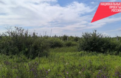 Переселение бобров и обработка сосен от лосей: в минприроды региона рассказали, как защищают лес от вредителей