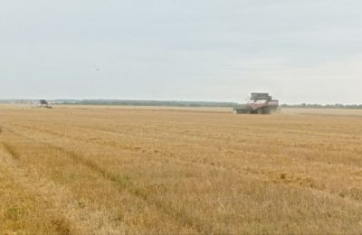 План по заготовке сенажа перевыполнили в Новосибирской области