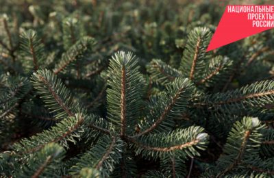 Новый лесной питомник планируют создать в Новосибирской области в рамках нацпроекта