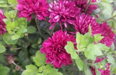 Замечательные клумбы