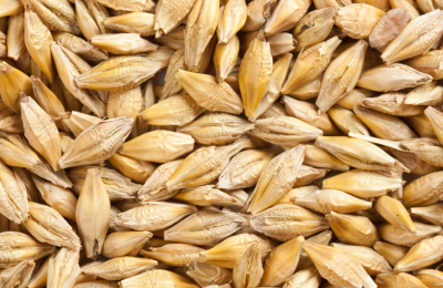 Самый древний злак: специалисты ЦОК АПК рассказали о пользе и исследовании ячменя