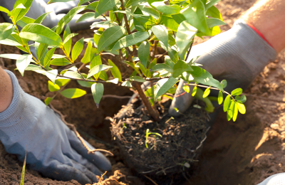 Какие работы необходимо провести на садовом участке перед зимой