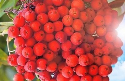 Зачем горят костры рябин: специалисты ЦОК АПК о пользе одной из самых горьких ягод