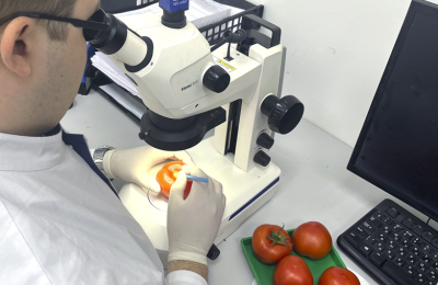 Вредители, угрожающие тепличным помидорам