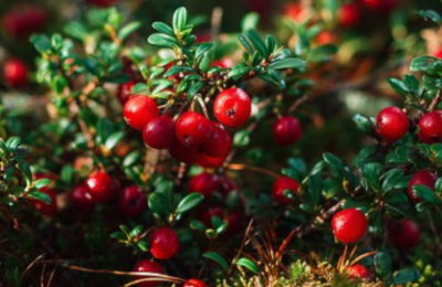 Ягода бессмертия: специалисты Центра оценки безопасности и качества продукции агропромышленного комплекса рассказали о её полезных свойствах и лабораторных исследованиях