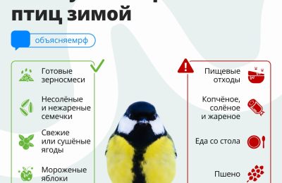 Накормите птиц!