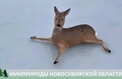Более 300 косуль спасли в Карасукском районе Новосибирской области