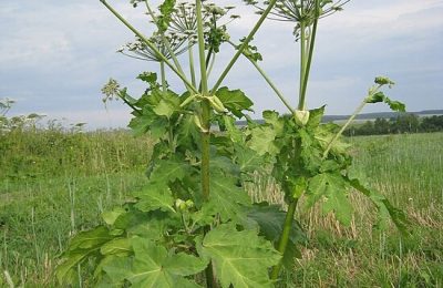 С марта за борщевик на участке можно будет получить штраф до 700 тысяч рублей