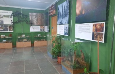 Выставка «Первозданный лес»