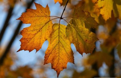 За американский клён на участке выпишут штраф