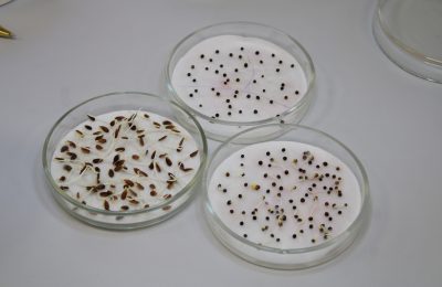 Рекомендации по выбору качественных семян