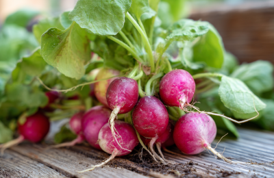 Советы специалистов по выращиванию редиса в квартирных условиях и его выбору в магазинах