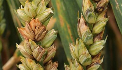 Фузариоз пшеницы: признаки, причины, методы борьбы и профилактика