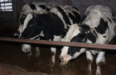 Управление ветеринарии разъясняет порядок действий при проведении изъятия животных