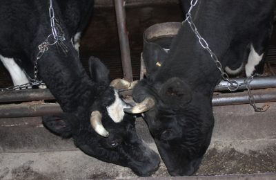 Собственникам ЛПХ оформляют первые компенсационные выплаты за изъятых сельскохозяйственных животных