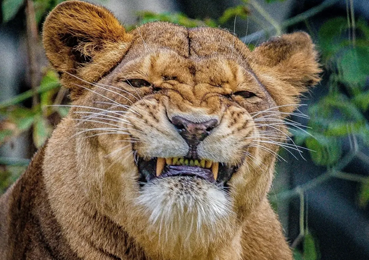 Весенняя декада для пожилых начнётся в Новосибирском зоопарке